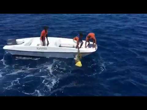 Watch This Man Save a Sea Turtle’s Life