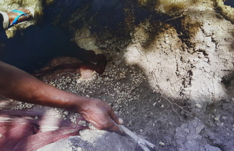 Cowry shells, which were used as currency in olden times, uncovered in H.A. Utheemu.