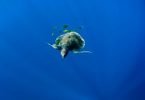 Olive ridley turtle