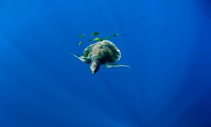 Olive ridley turtle