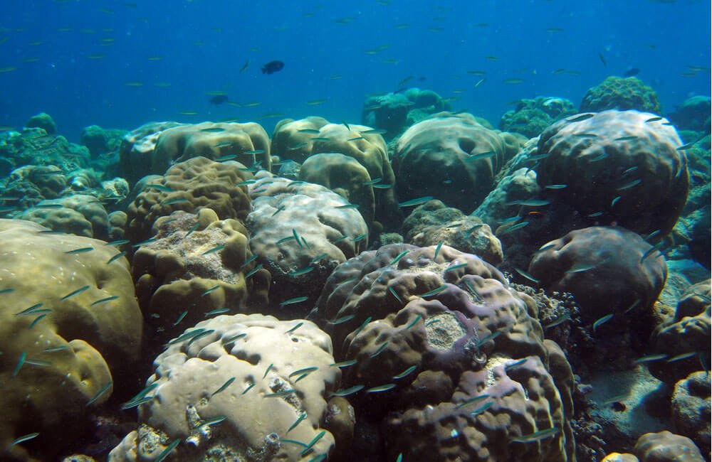 coral cpr baa1000