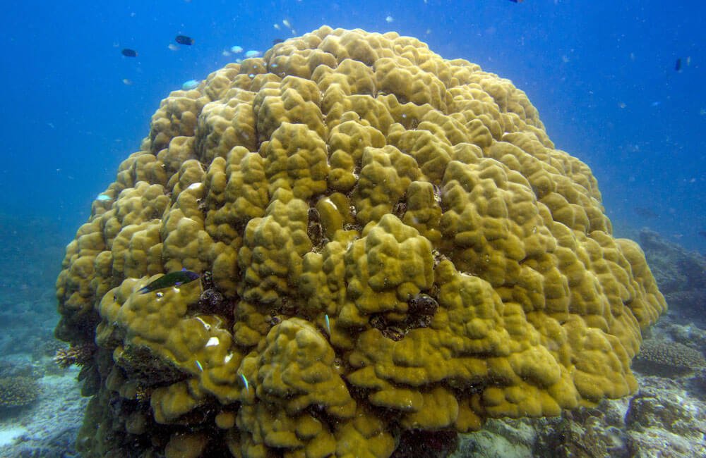 coral cpr porites1000