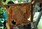 Honey bee