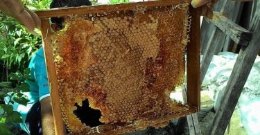 Honey bee