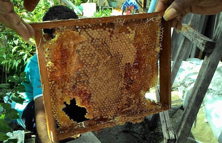 Honey bee