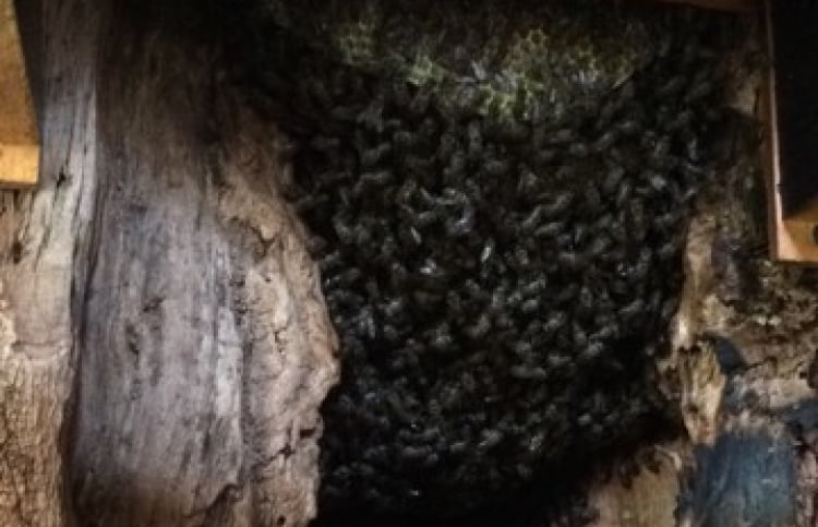 bees