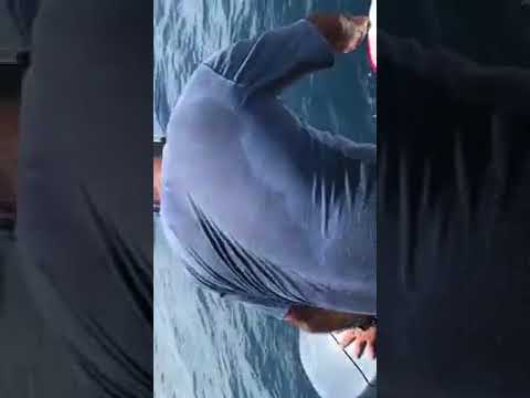 Maldivian Rescues a Whale Shark