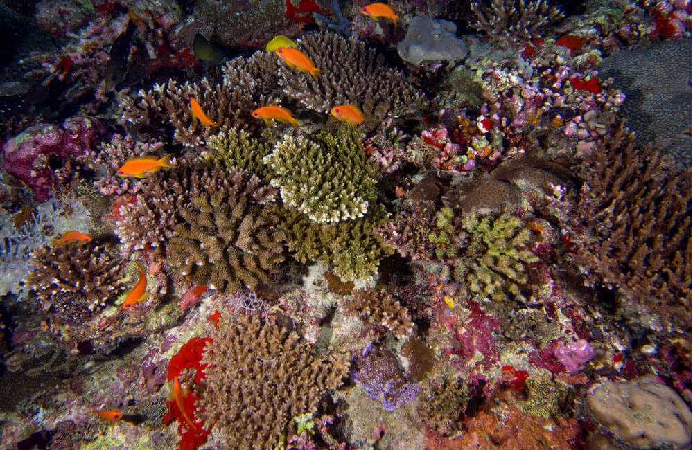 Maldives Reefs Surviving Bleaching