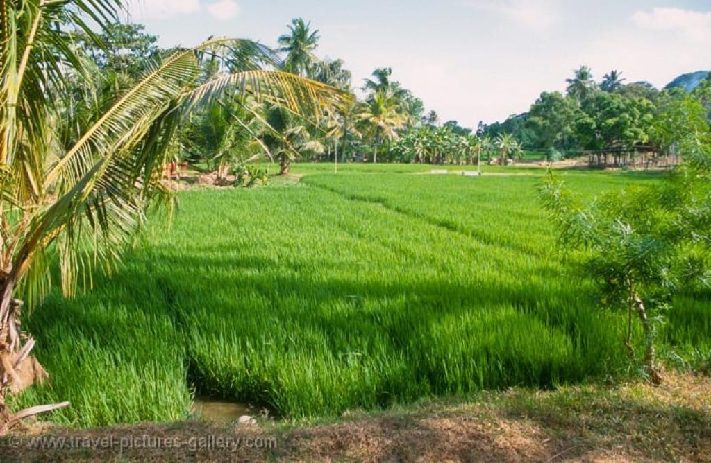 Maldives refutes ‘plastic’ rice reports