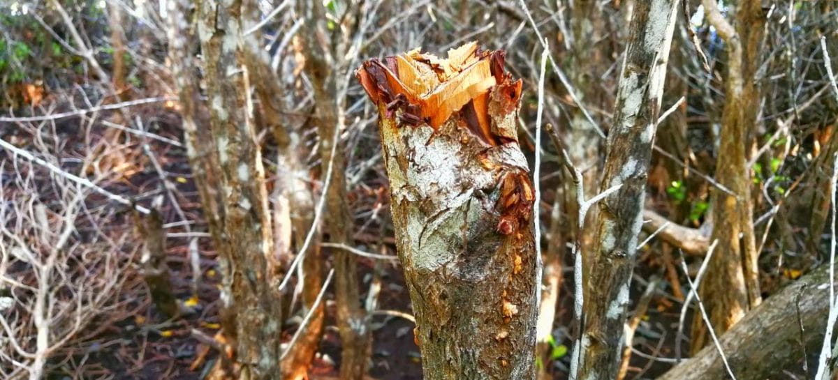 2,500 trees to be cut down for Kulhudhuffushi airport