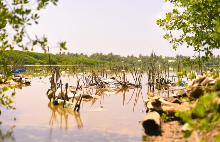 Kulhudhuffushi Mangroves
