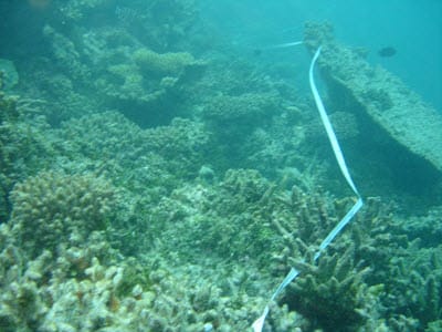 A photo of a reef devastated by bleaching that used to be healthy Reef