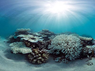 A photo of a reef devastated by bleaching that used to be healthy Reef