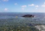 Whale carcass