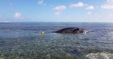 Whale carcass