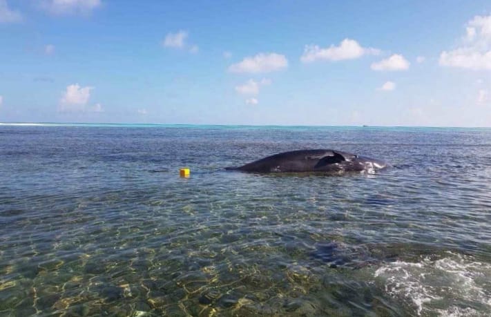 Whale carcass