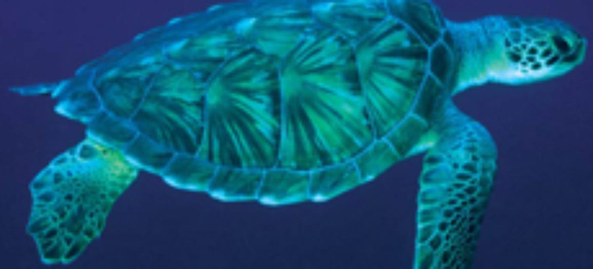 Man fined almost $10,000 for caging endangered turtles