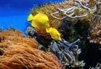 coral reef