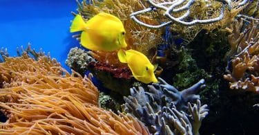 coral reef