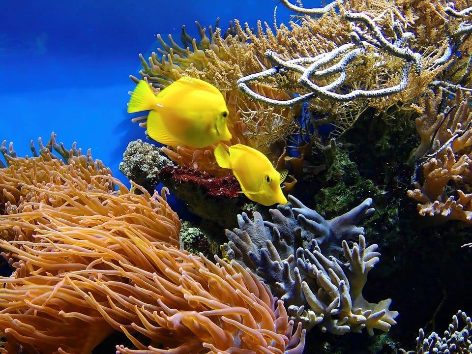 coral reef