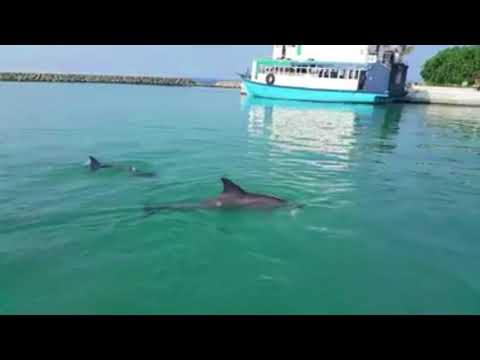 Friendly Dolphins in Maldives island, Utheemu