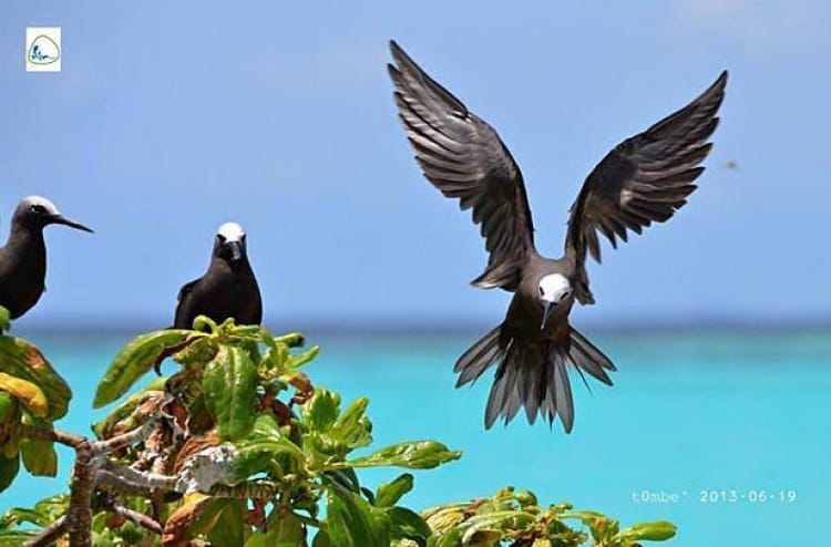 Lesser Noddy, a protected bird species in the Maldives. PHOTO/MALDIVES BIODIVERSITY