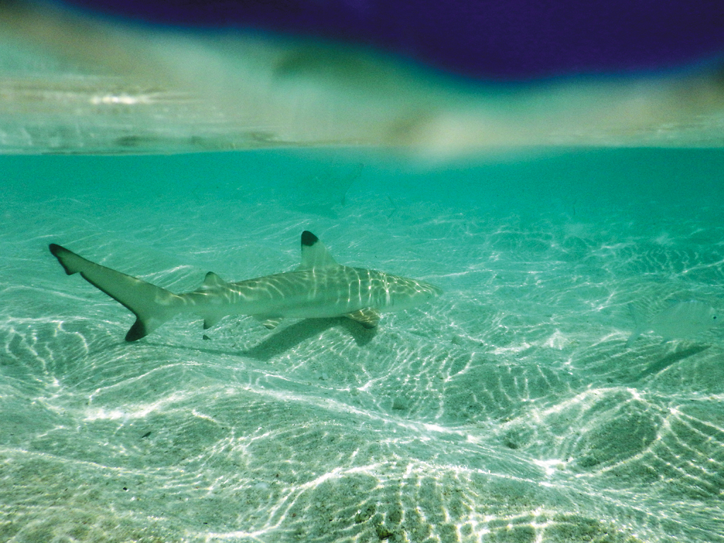A blacktip reef shark swims in the shallows at Dhonakulhi