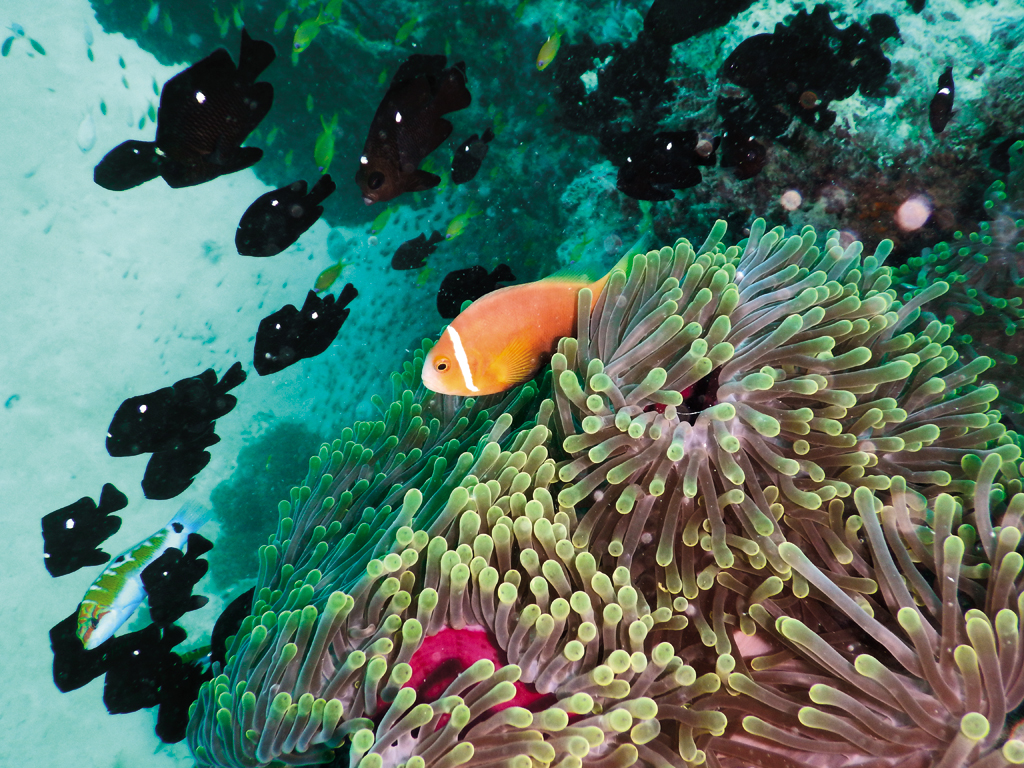 A Maldive anemonefish ventures out of its anemone