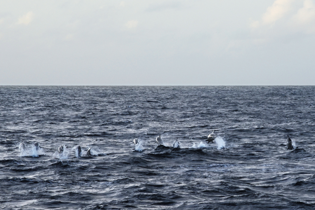 A pod of bottlenose dolphins breaches the water