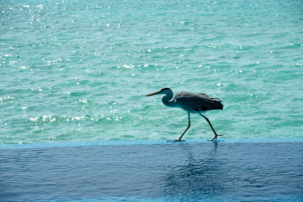 A great blue heron visits the infinity pool