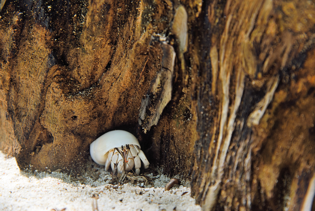 A hermit crab peeks coyly from its mobile home