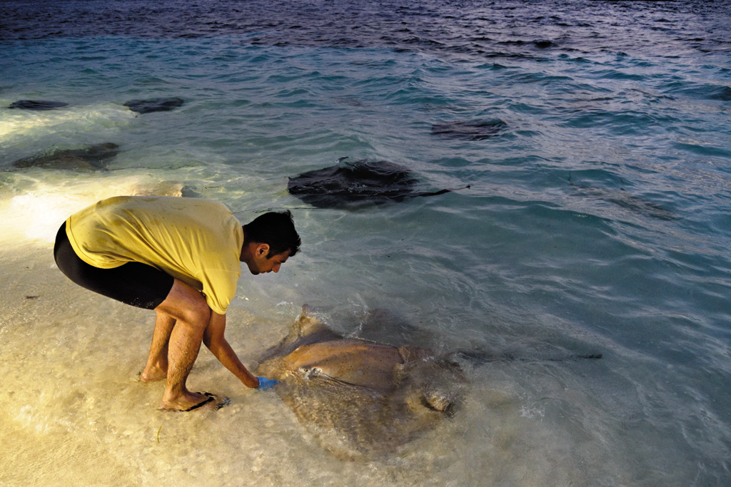 There is a bi-weekly tourist practice of feeding stingrays at Meeru Bar