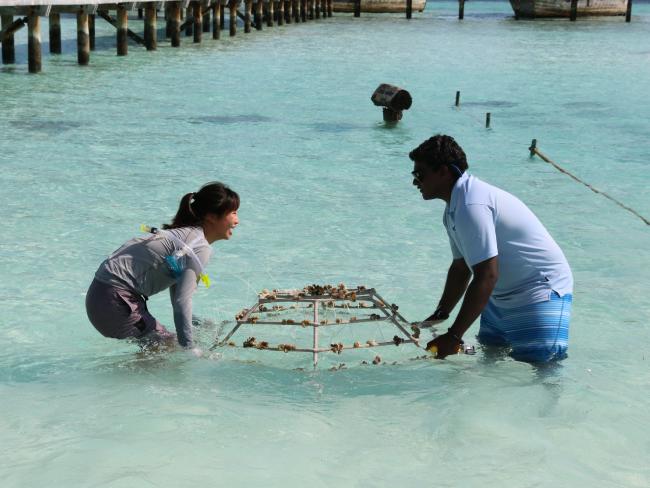 The completed frame is carried into the coral nursery to settle. Picture- Celeste MitchellSource-Supplied