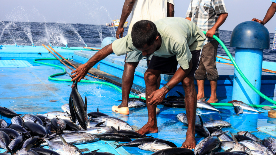 MIFCO Reduces Diesel Prices to MVR 7.33 to Ease Expenses for Fishermen