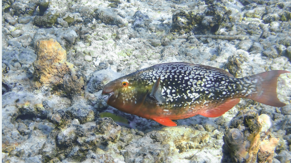 Parrotfish Critical to Reef Heath Protected in the Maldives