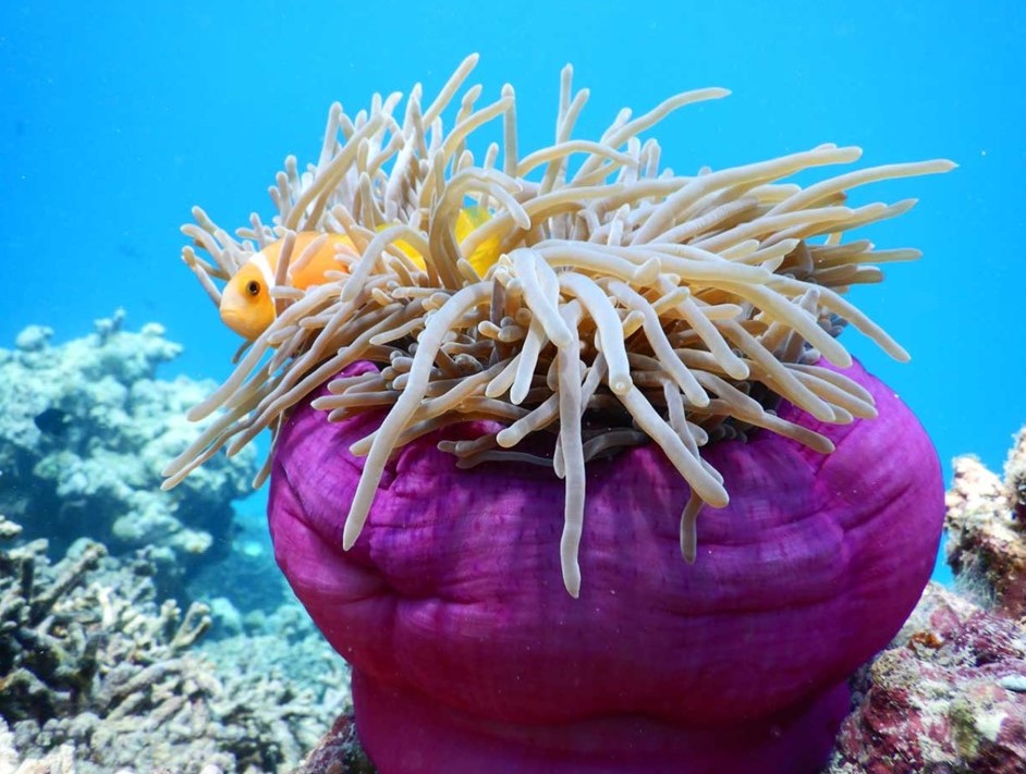 Travel Trade Maldives - Discover Eco-Resort Reethi Faru's Conservation Promise