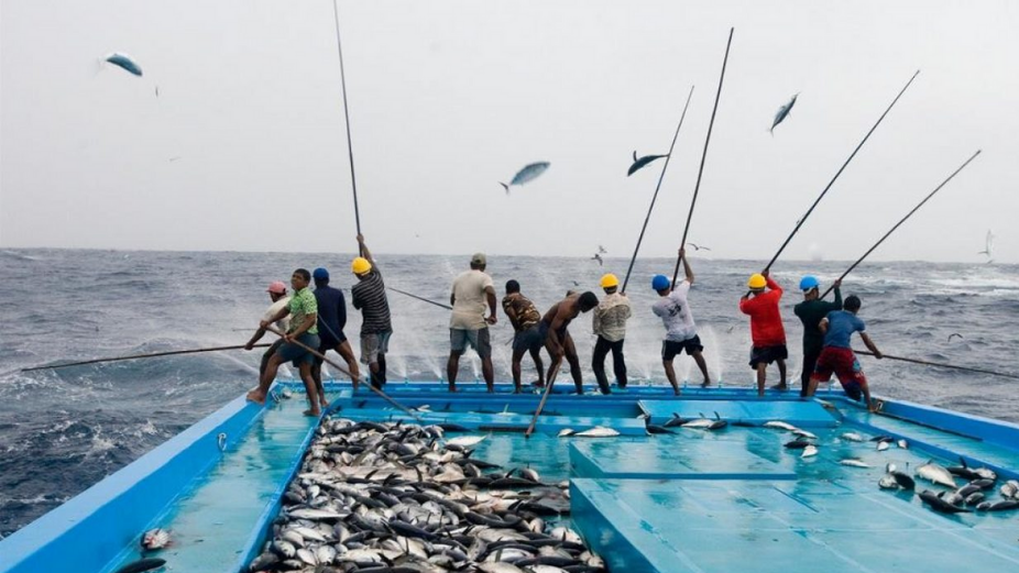 Improved Fishing led to Increased buying of Fish to MIFCO
