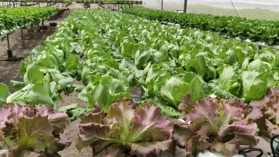 Discover How Maafahi by Seagull is Developing Food Independence in Maldives