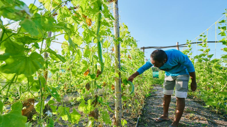 Need Funding for Your Project? GEF Small Grants Programme Maldives Can Get You Up to US$ 30,000