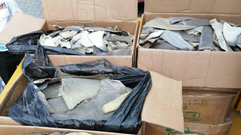 Illegal Shipment of Shark Fins Seized, Worth Over MVR 2.6 Million