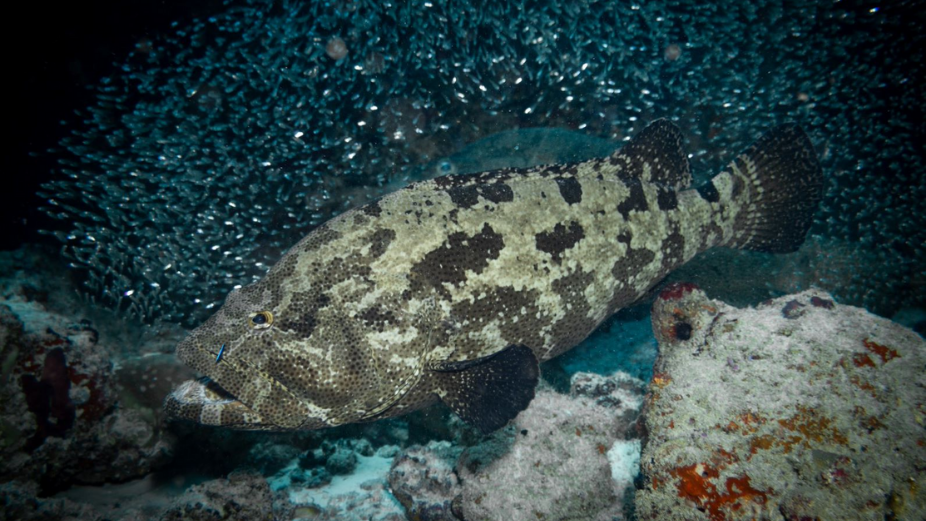 New Rules Agreed to Save Threatened Maldives’ Grouper Stocks