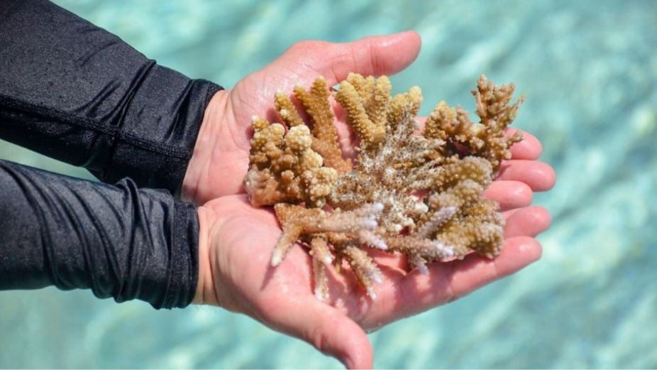 Sheraton Maldives Full Moon Resort & Spa to Introduce Marine Conservation Purpose-Driven Experience