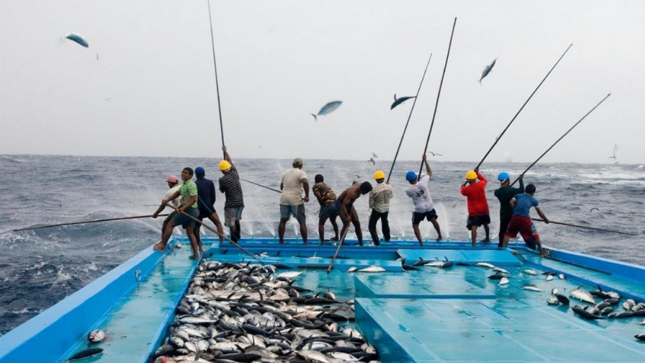 Maldives’ Fish Exports Rose by 20 Percent in 2020
